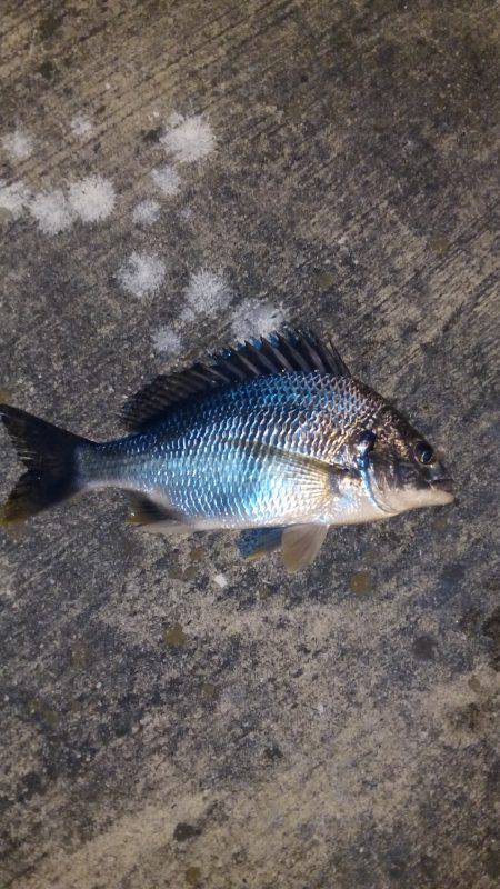 アジングからのチニング