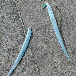 ダブルヒットタチウオ