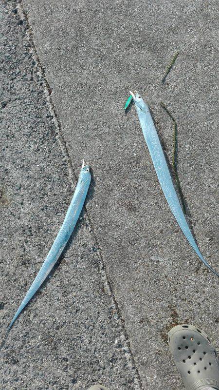 ダブルヒットタチウオ