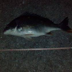 アジングからのチニング