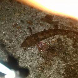 タコ釣りなのに？