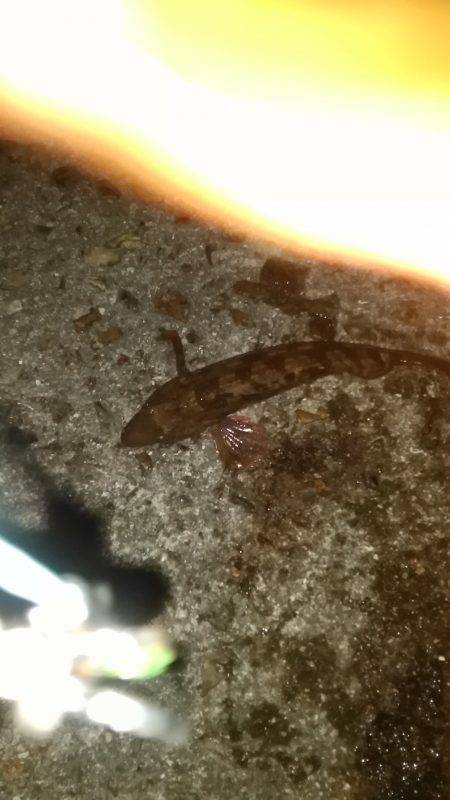 タコ釣りなのに？