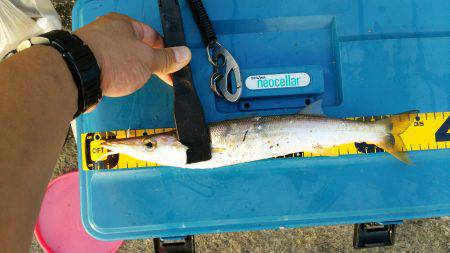 アジングと子供らはサビキで