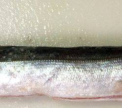 渋かったですが何とかカマスゲット！