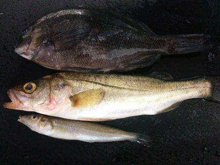 りんくう釣り公園