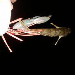 チヌではなくハゼ？！