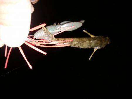 チヌではなくハゼ？！