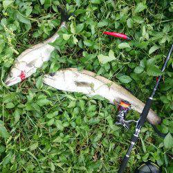 円山川デイゲーム