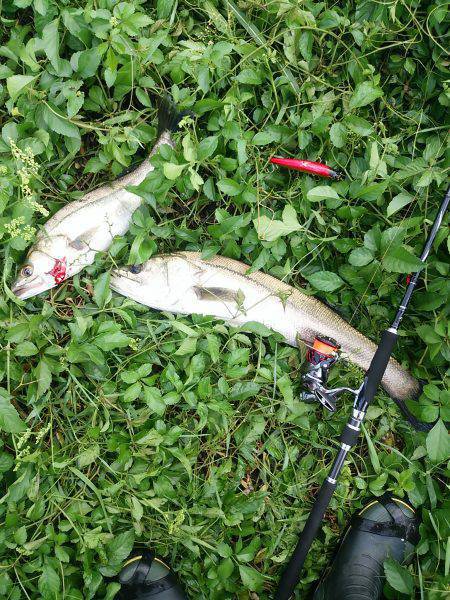 円山川デイゲーム