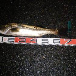 宮津ナイトシーバス好調