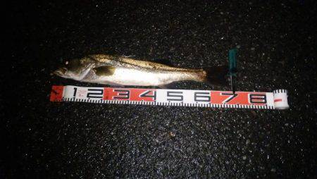 宮津ナイトシーバス好調