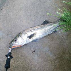 レンジエフェクト