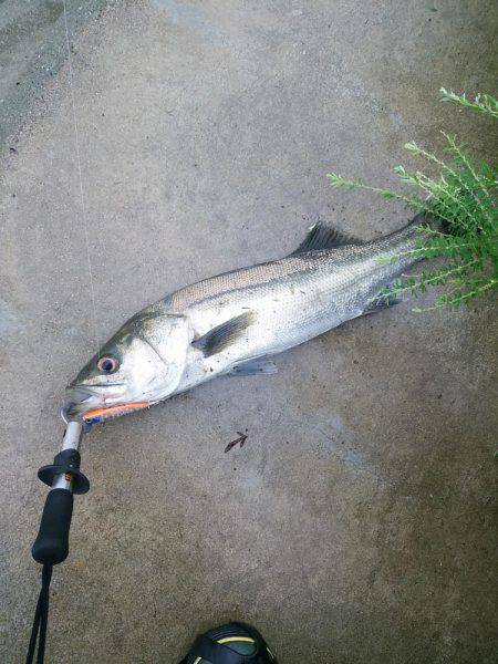 レンジエフェクト