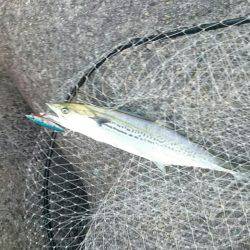 ツバス・サゴシ高活性！