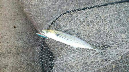 ツバス・サゴシ高活性！