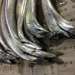 お盆、タチウオ好調