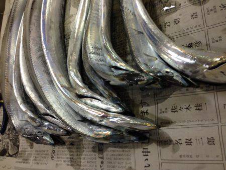 お盆、タチウオ好調