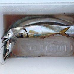 チビ太刀幼稚園、太ったアジで大満足