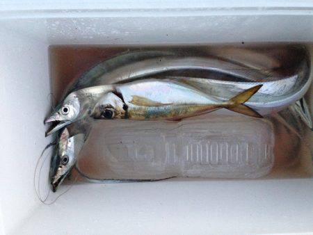 チビ太刀幼稚園、太ったアジで大満足