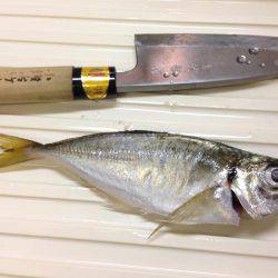 タチウオはどこに？？