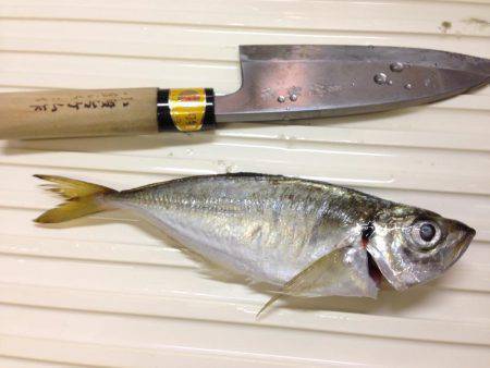 タチウオはどこに？？