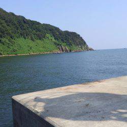 小型青物がアツい！