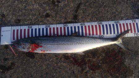 サワラ釣れました