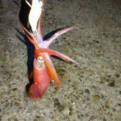 ダブルヘッダー