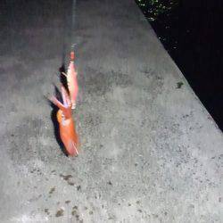 ケンサキの反撃