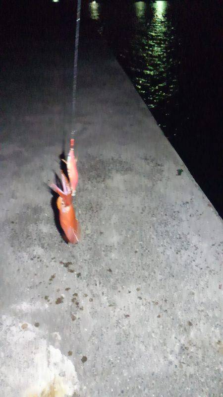 ケンサキの反撃