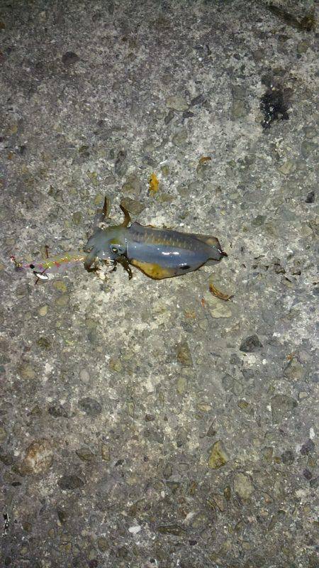 ケンサキ時々アオリ