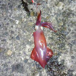 夏休み最後の釣行