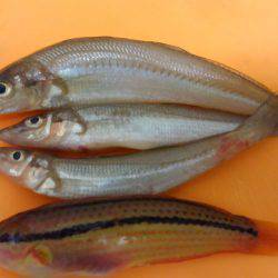 行く予定ではなかったのに…