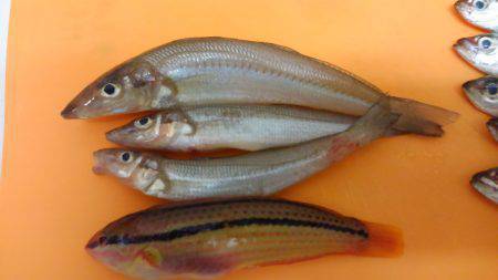 行く予定ではなかったのに…