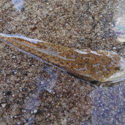 ファミリーで5目フィッシング♪