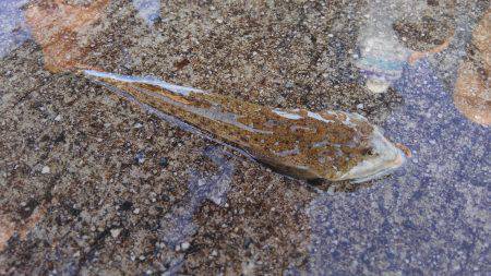 ファミリーで5目フィッシング♪