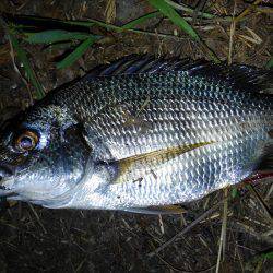 チニング調子上がってます〜！