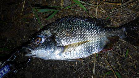 チニング調子上がってます〜！