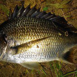 チニング好調です！！