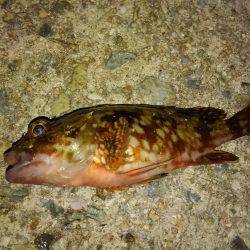 お祭り&フィッシング