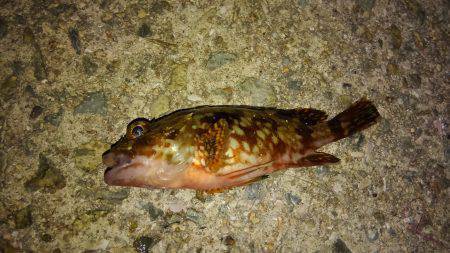 お祭り&フィッシング