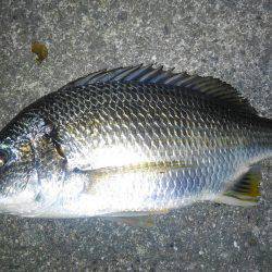 チニング好調です♪