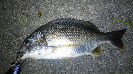 チニング好調です♪