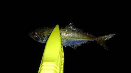 ランガンアジング