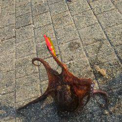 渋かったオクトパッシング