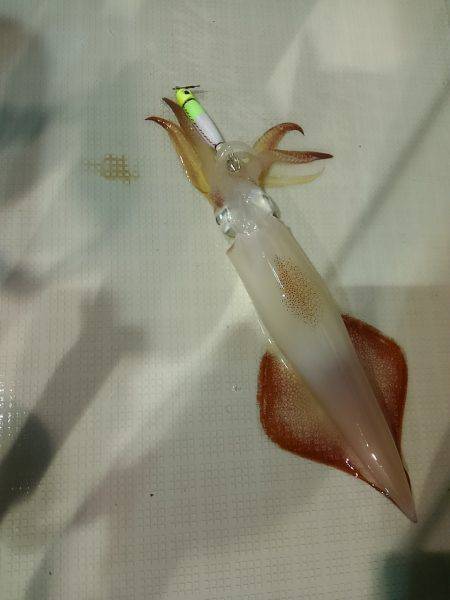 敦賀でイカメタル