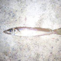 ちょい投げ（夜）