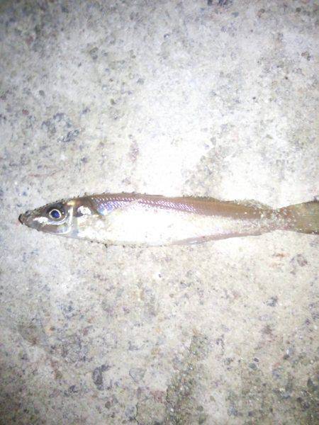 ちょい投げ（夜）