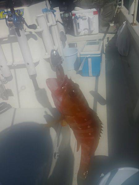 レンタルボート釣行