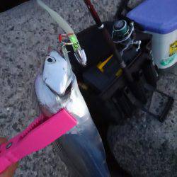 タチウオ復活か?